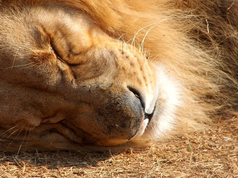 sleeping lion close-up