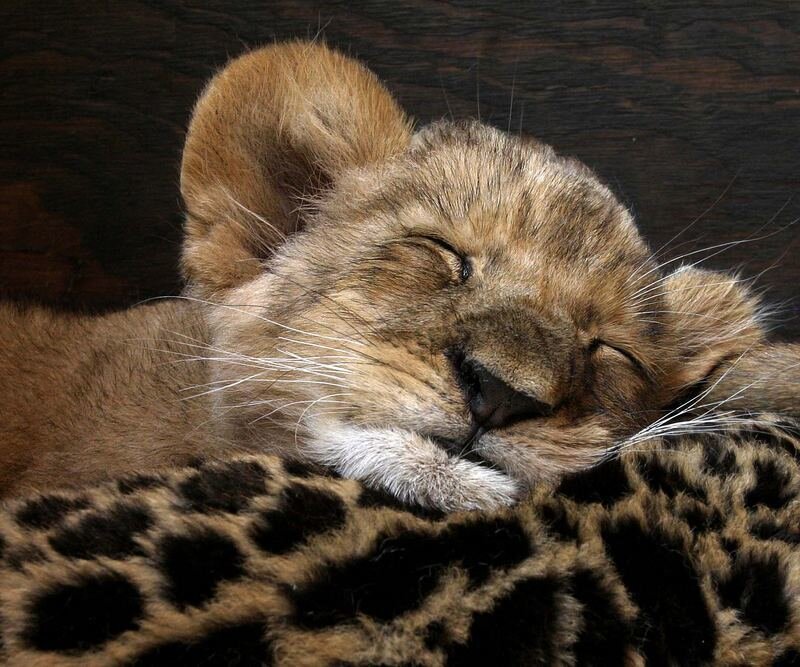 Sleeping lion cub