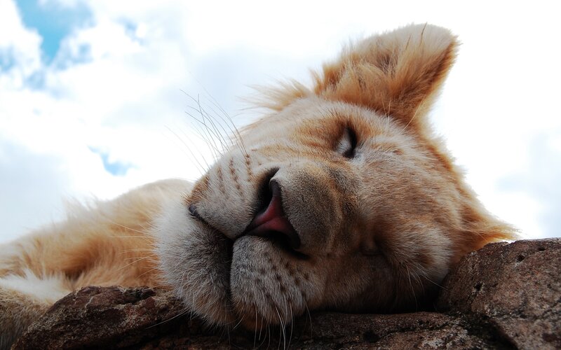 Sleeping Lion Cub — Brown, Peaceful, Afternoon, Photograph, Rock
