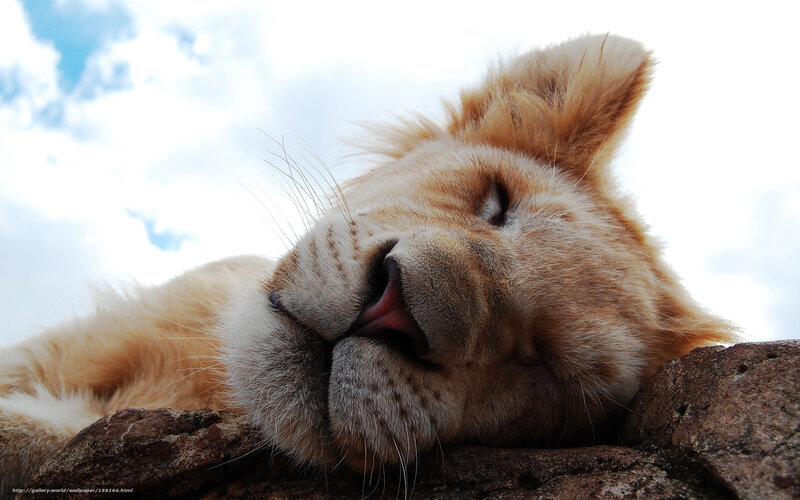 Sleeping Lion Cub — Brown, Peaceful, Afternoon