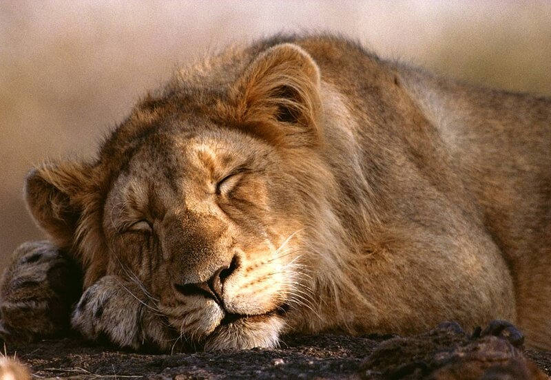 Sleeping Lion Cub — Brown, Peaceful