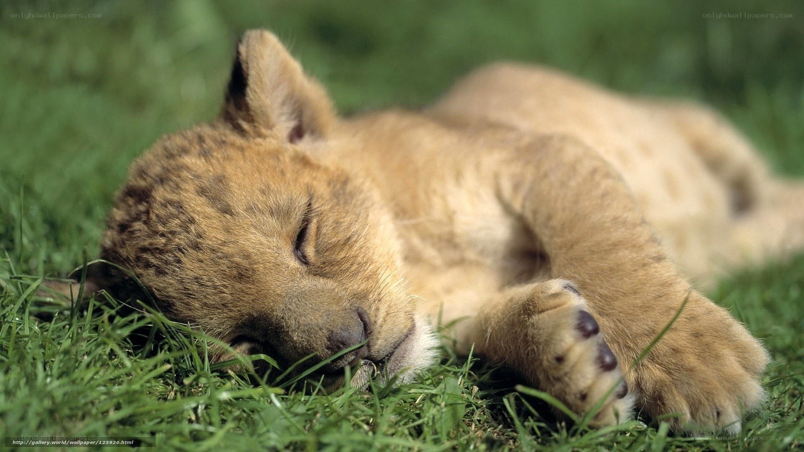 Sleeping lion cub on grass