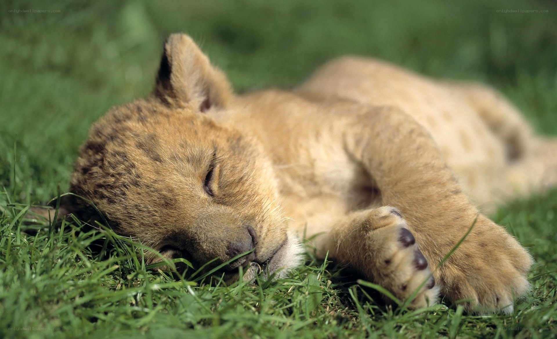 Sleeping lion cub on grass