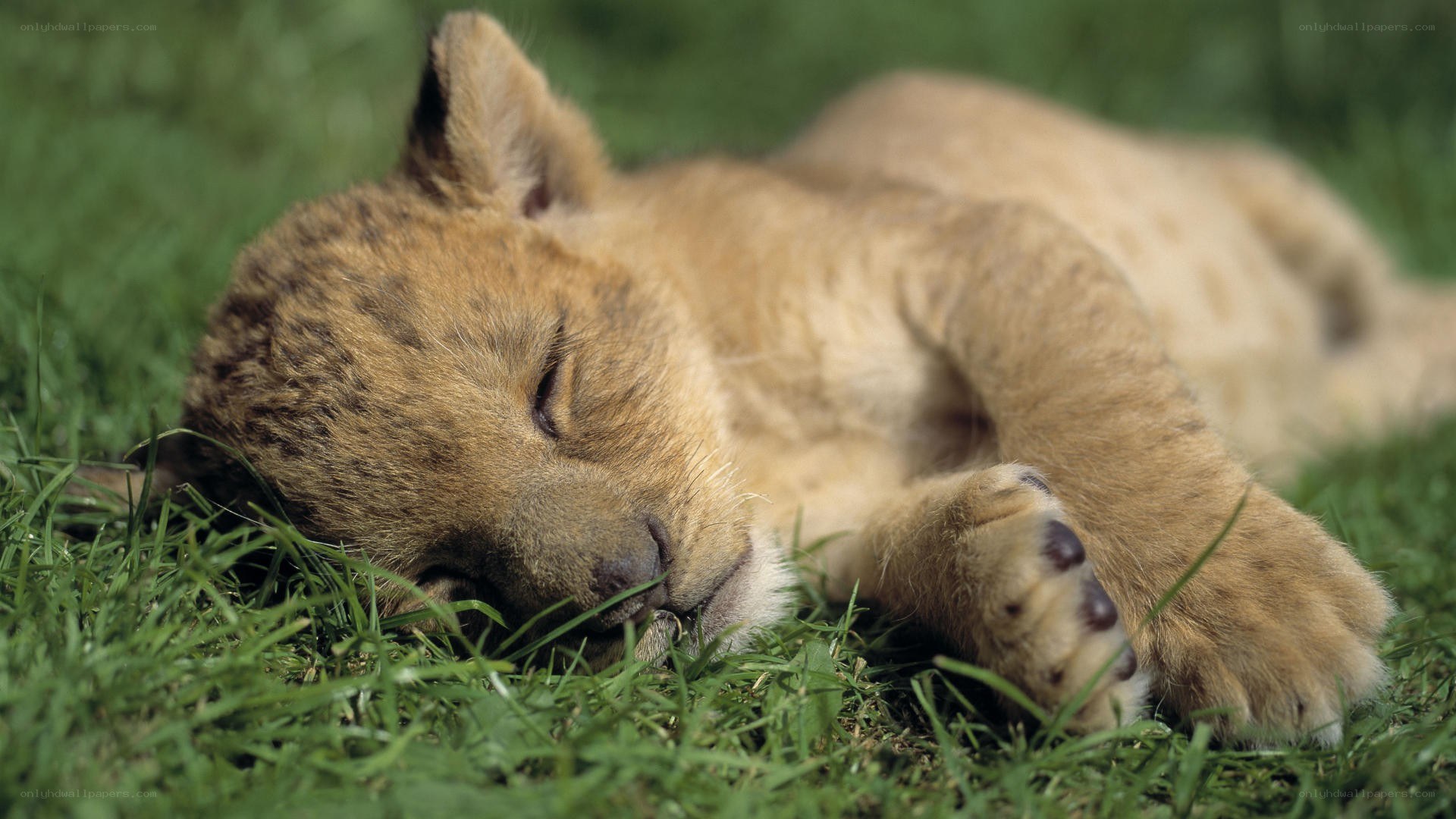 Sleeping lion cub on grass