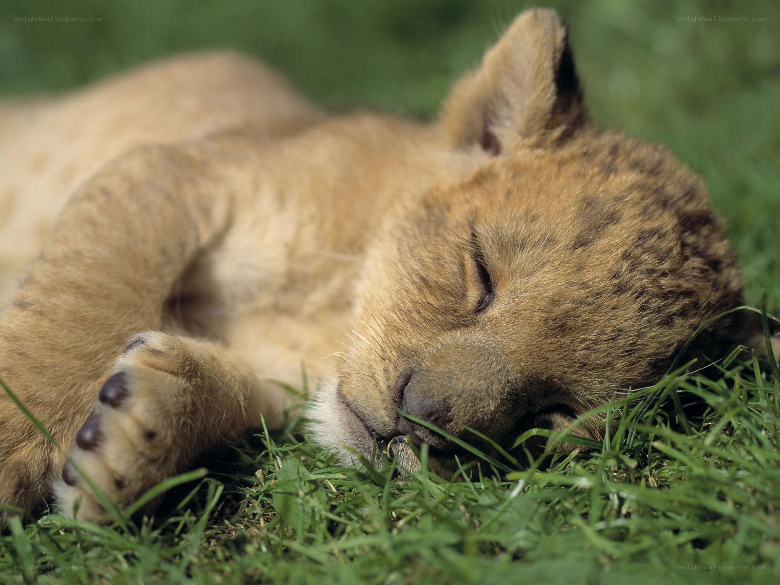 Sleeping lion cub on grass