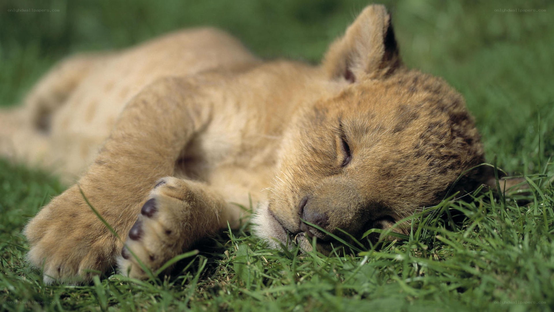 sleeping lion cub on grass