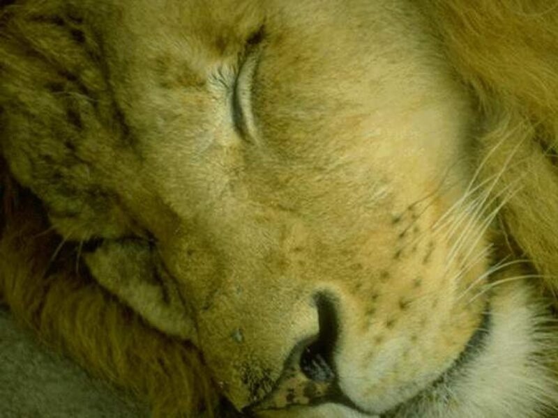 sleeping lion face