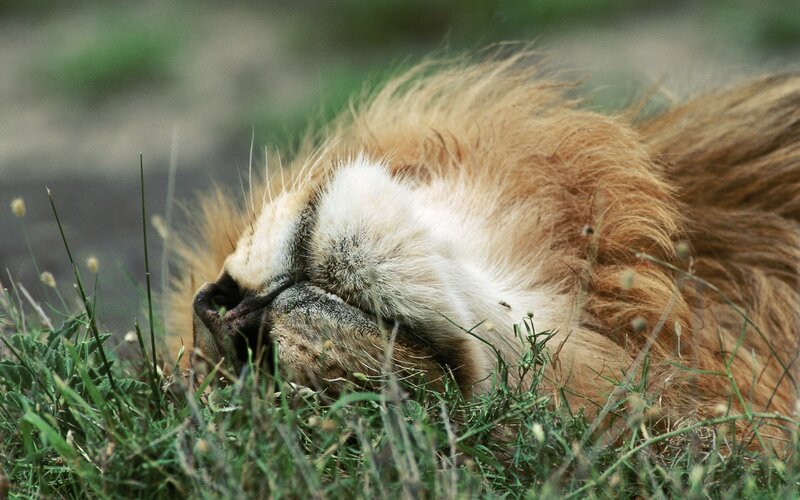 Sleeping Lion in Grass — Brown