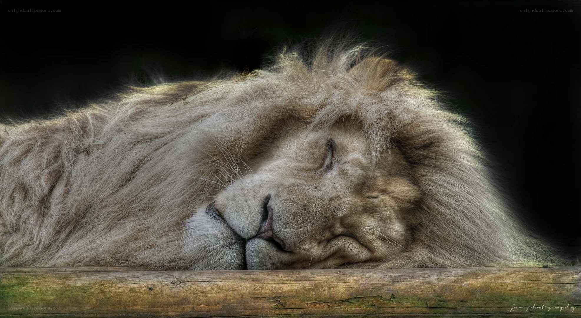 sleeping lion with closed eyes