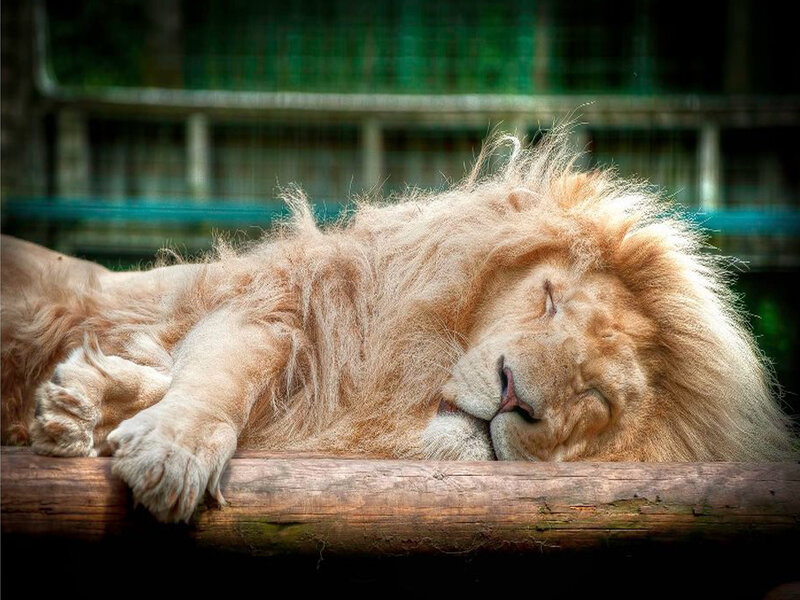 Sleeping Lion with Mane