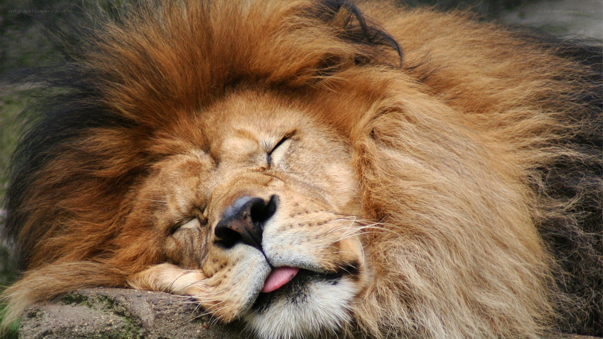sleeping lion with open mouth