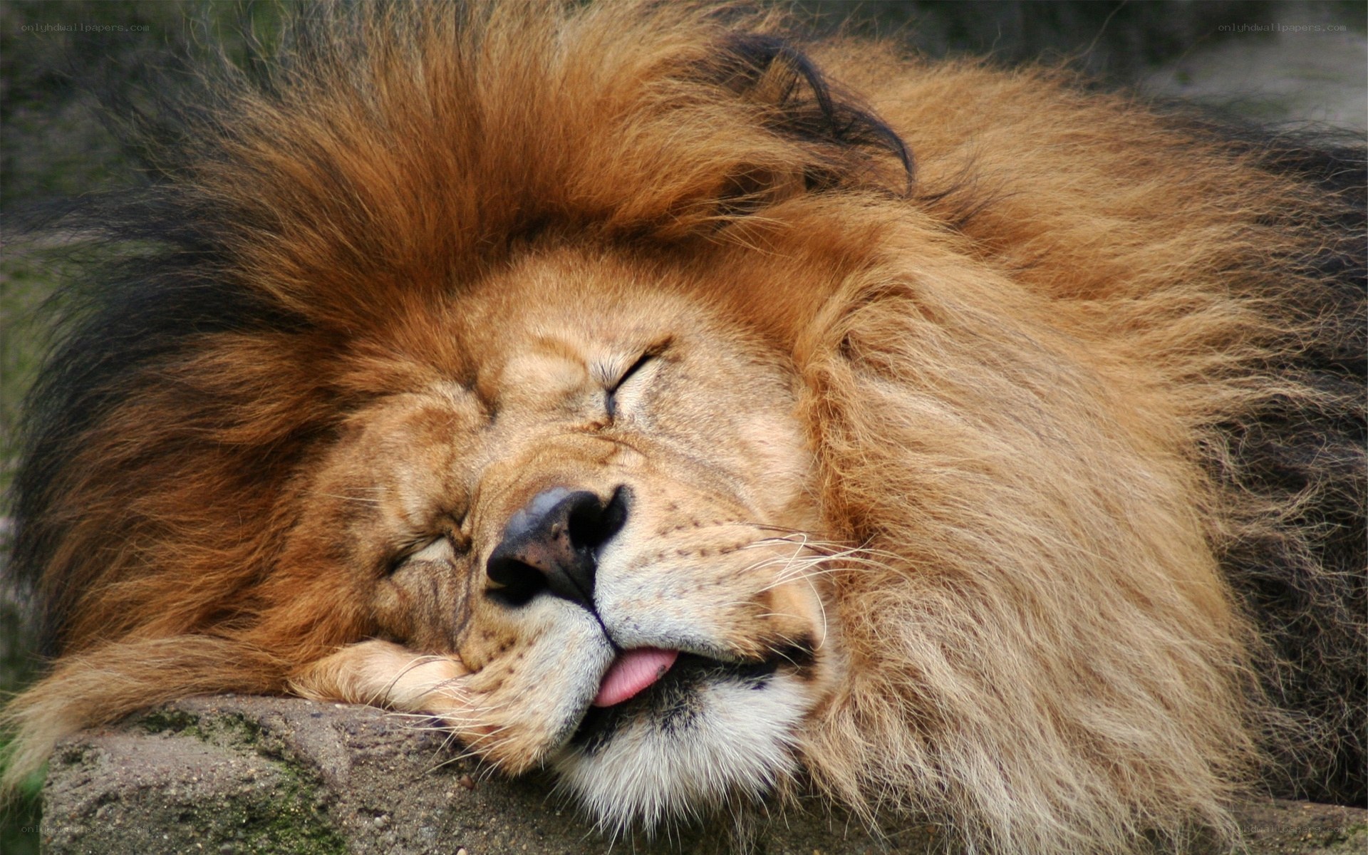 sleeping lion with open mouth