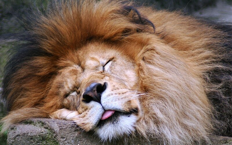 sleeping lion with tongue out