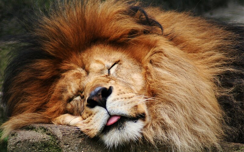 sleeping lion with tongue out