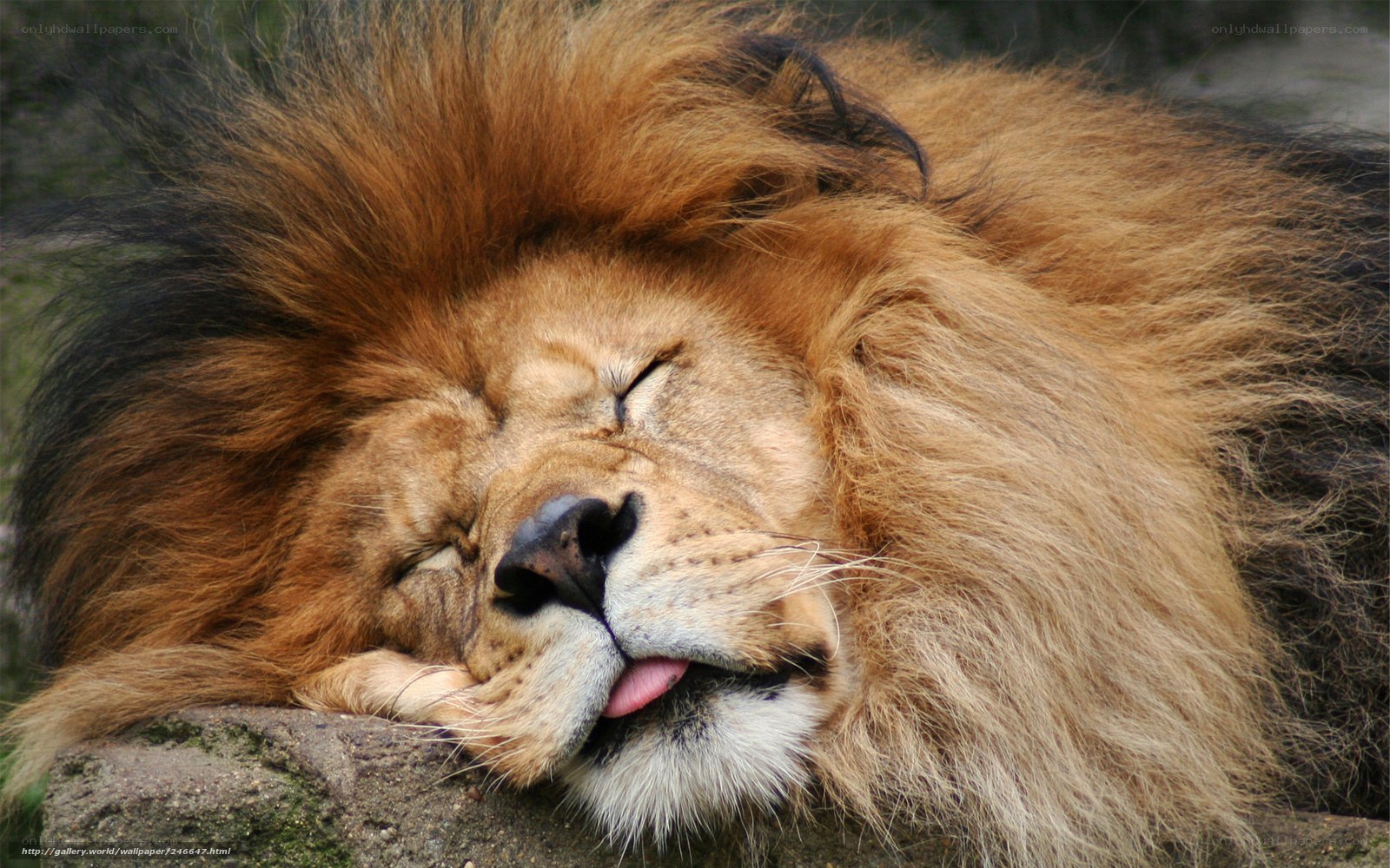 sleeping lion with tongue out