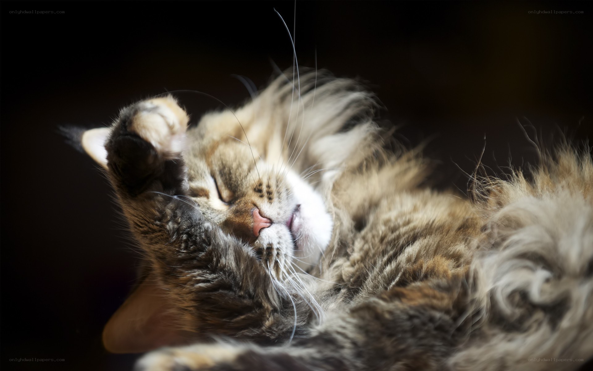 sleeping long-haired cat