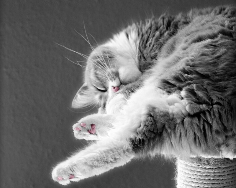 Sleeping Long-haired Cat — Black