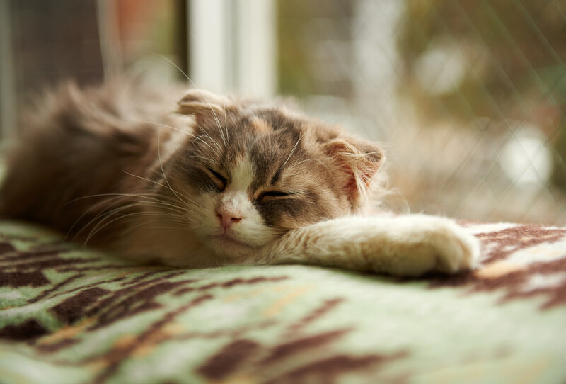 Sleeping Long-haired Cat — Brown, Peaceful, Morning