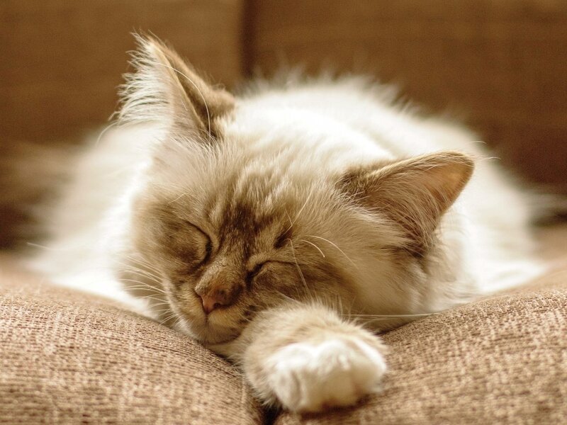 Sleeping Long-haired Cat — Brown, Peaceful, Photograph