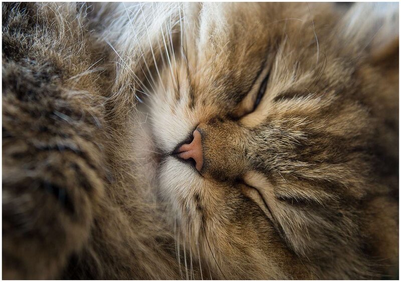 Sleeping Long-haired Cat — Brown, Peaceful
