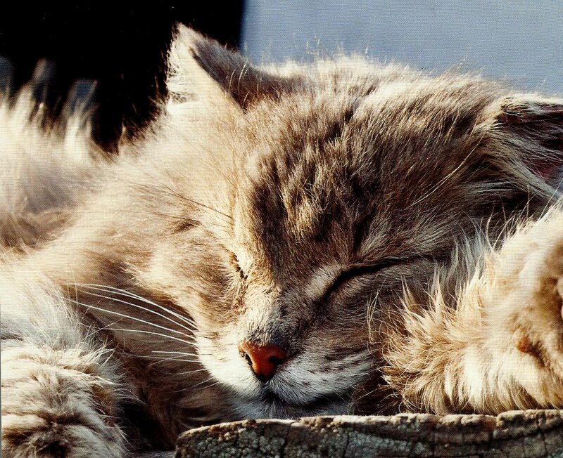 Sleeping Long-haired Cat — Brown