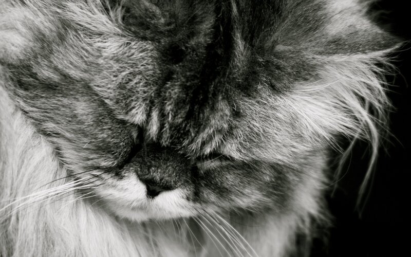 sleeping long-haired cat