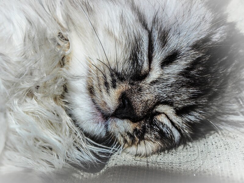 Sleeping Long-haired Cat — White, Peaceful, Photograph