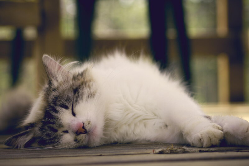 Sleeping Long-haired Cat — White, Peaceful