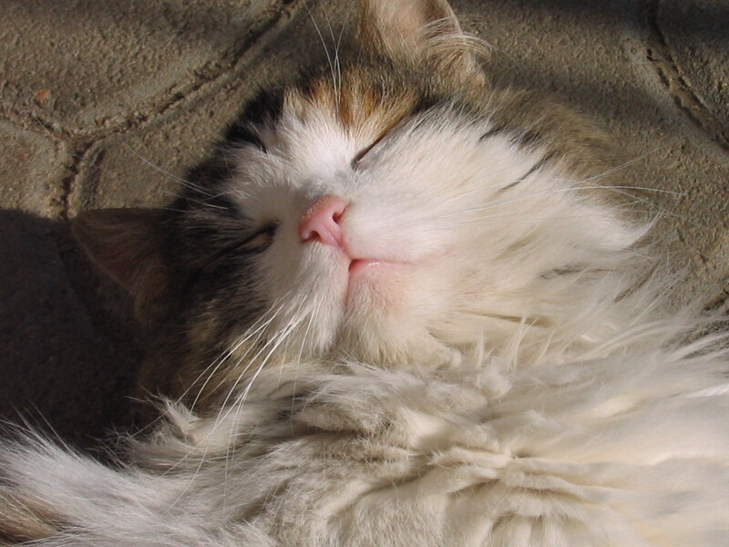 Sleeping Long-haired Cat — White