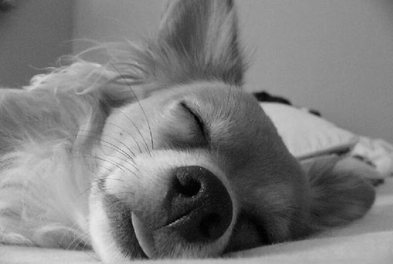 Sleeping Long-haired Dog — Black