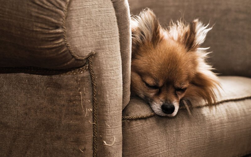 Sleeping Long-haired Dog — Brown
