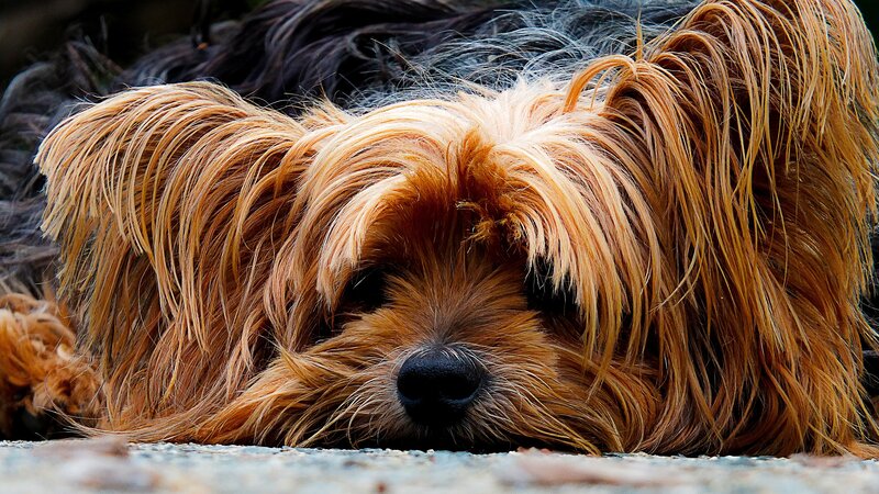 sleeping long-haired dog
