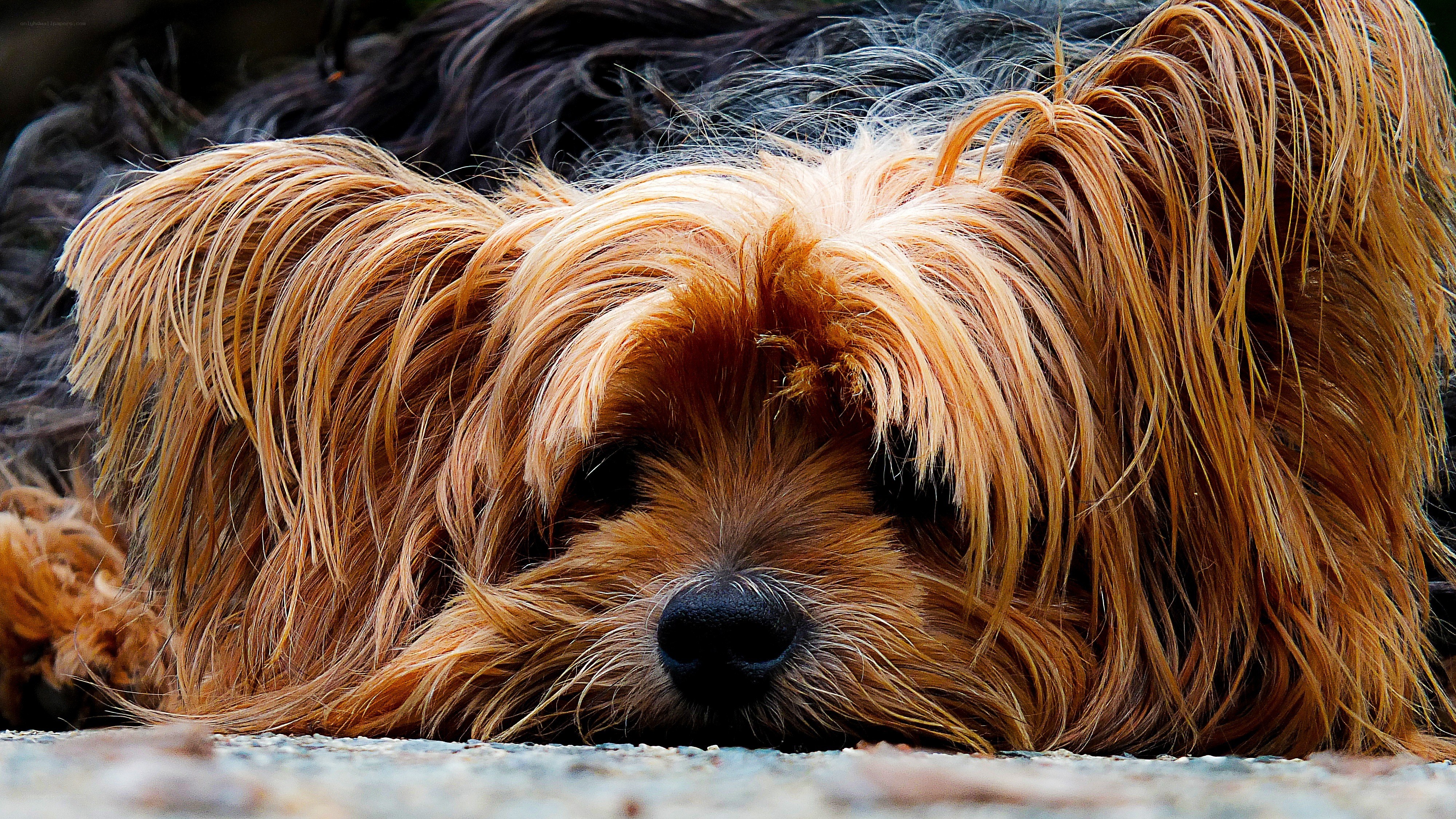 sleeping long-haired dog