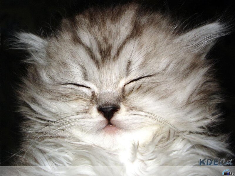 Sleeping Long-haired Kitten