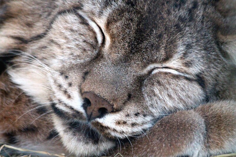 sleeping lynx cat