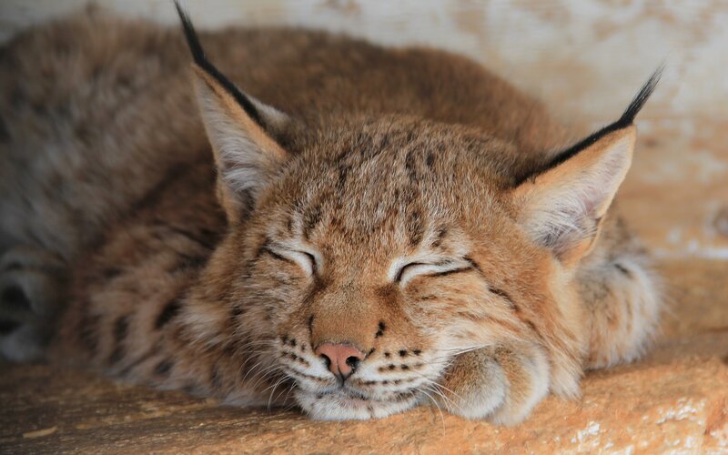 Sleeping Lynx Cat — Brown, Peaceful, Photograph, Ears, Paws, Rock, Tan