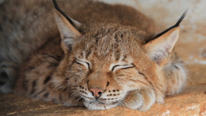 Sleeping Lynx Cat — Brown, Peaceful, Photograph, Ears, Paws, Rock, Tan, White