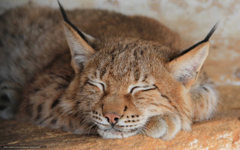 Sleeping Lynx Cat — Brown, Peaceful, Photograph