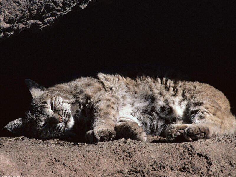 Sleeping Lynx Cat — Brown, Peaceful
