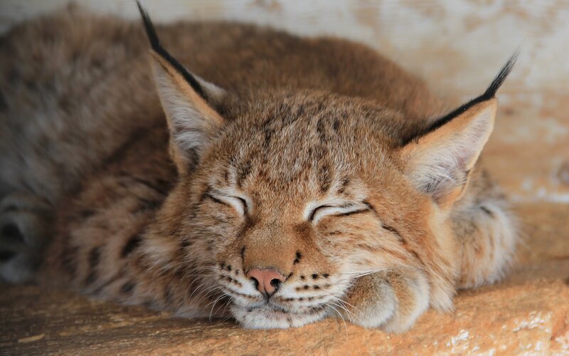 sleeping lynx cat