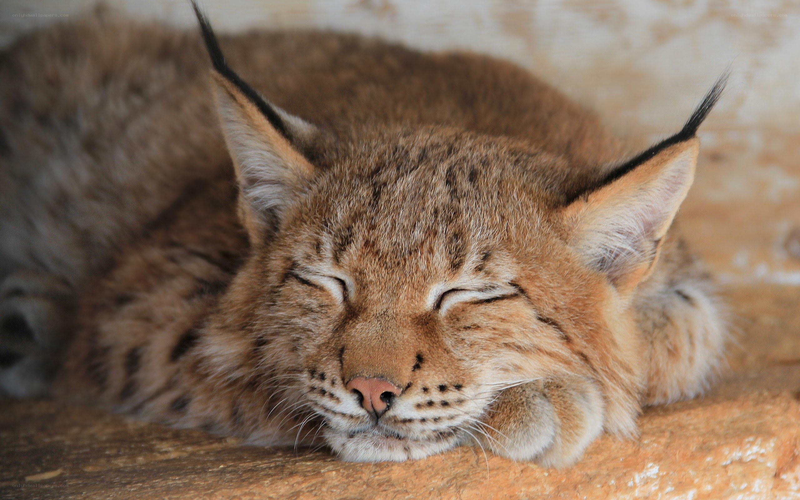 sleeping lynx cat