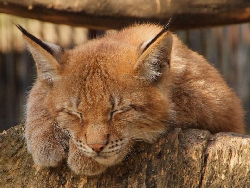 Sleeping Lynx Cub — Brown, Peaceful