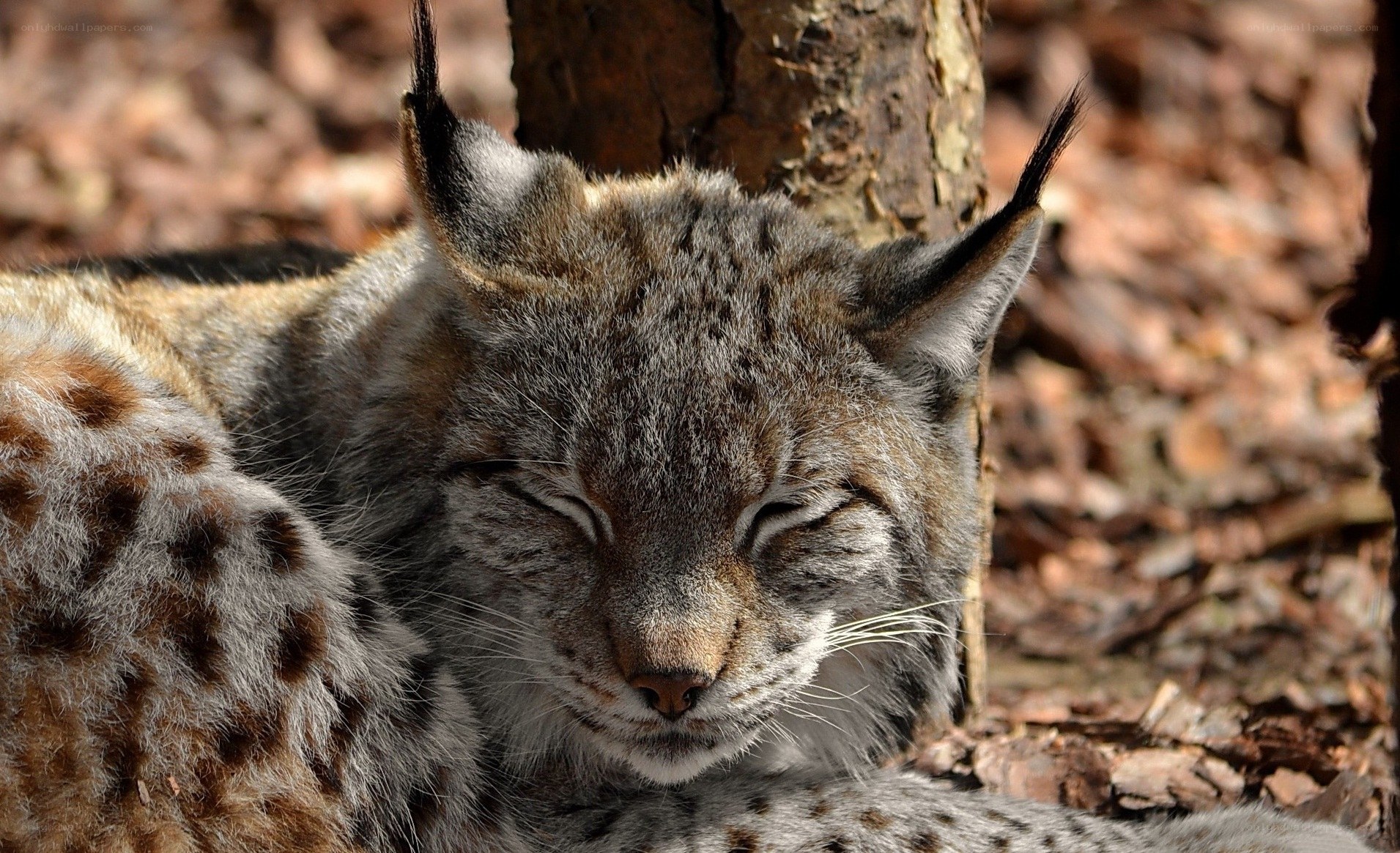 sleeping lynx in forest