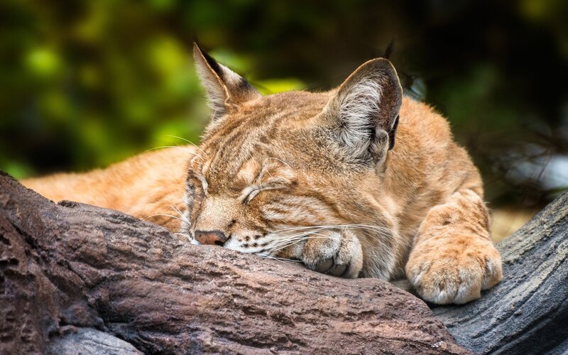 Sleeping Lynx on Log