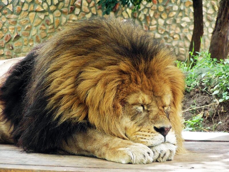 Sleeping Male Lion — Brown, Calm, Afternoon