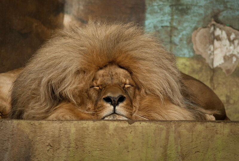 Sleeping Male Lion — Brown, Calm, Photograph, Fence