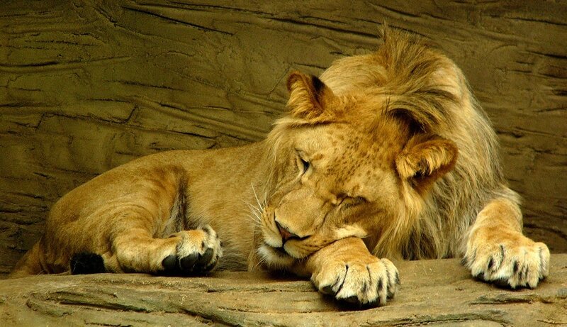 Sleeping Male Lion — Brown, Calm, Photograph, Rock, Lions