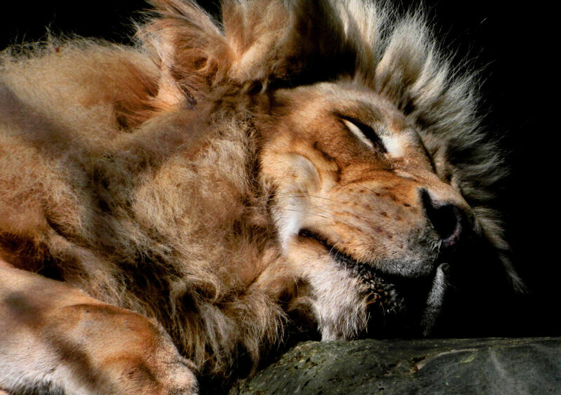 Sleeping Male Lion — Brown, Calm, Photograph