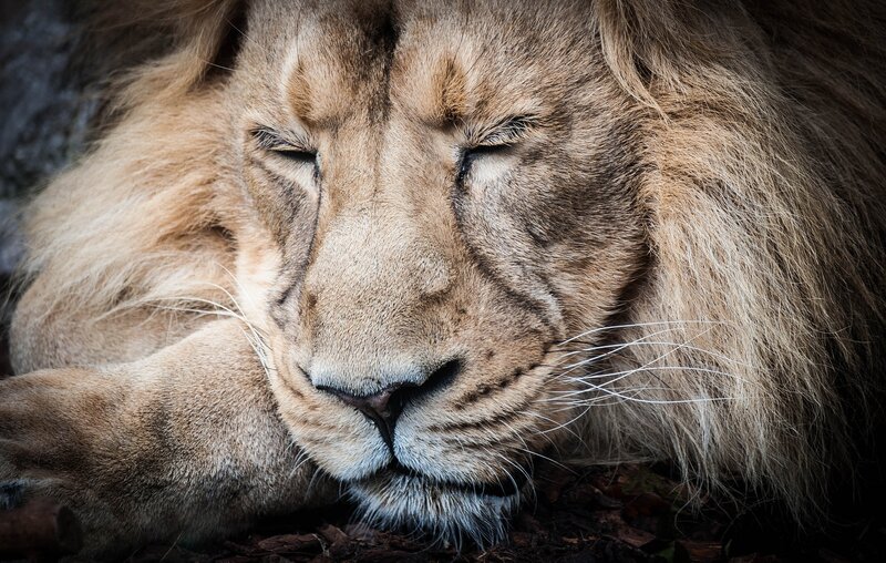 Sleeping Male Lion — Brown, Calm, Photograph, Whiskers