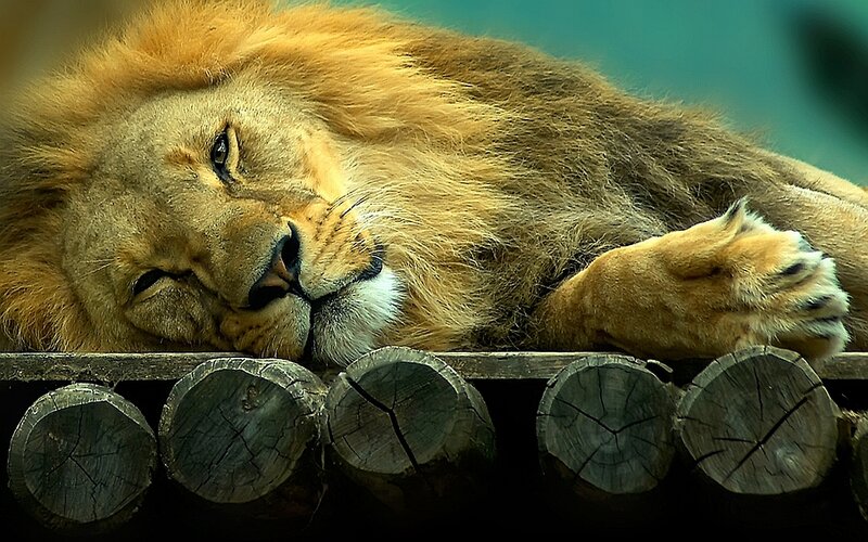 Sleeping Male Lion — Brown, Calm